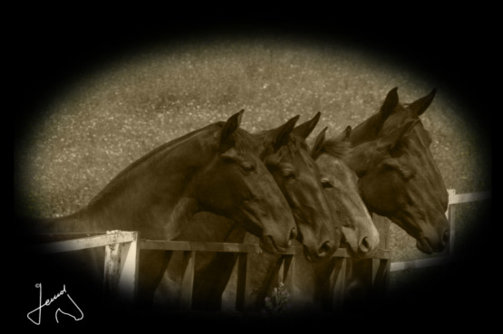 Lote de potras