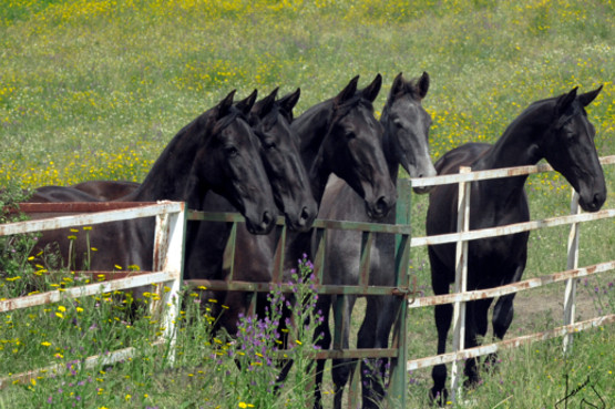 Lote de potras